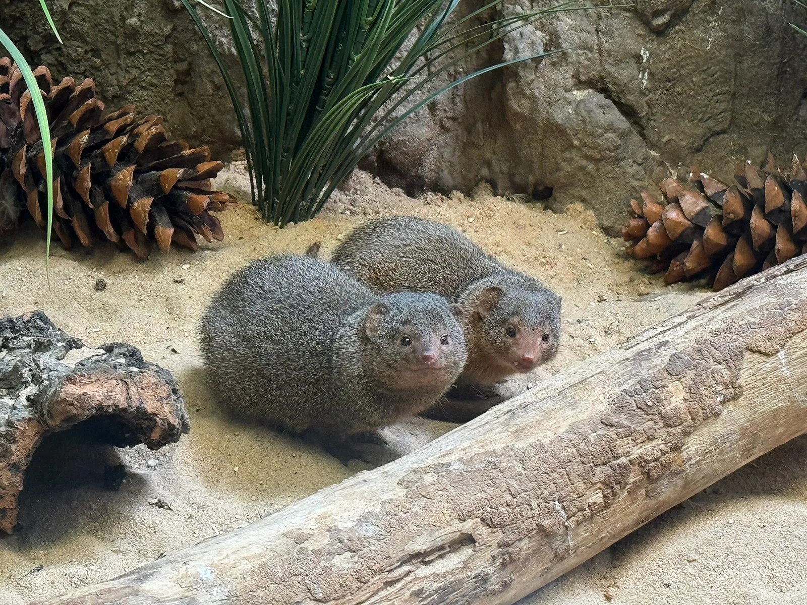 Common_dwarf_mongooses_(Helogale_parvula)