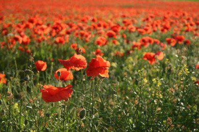 British Legion Poppy Appeal 
