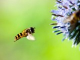 Hoverfly Monster in your garden 