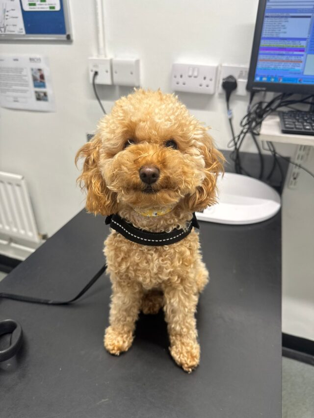 ✨ Calm, confident and ready for anything. This little dog sat patiently during their visit, reminding us that positive vet experiences start with trust and care.