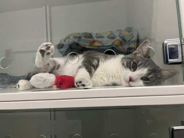 😺 Recovery mode activated. A well-earned rest for this relaxed patient, showing how calm and comfortable animals can be during their time at the vets.