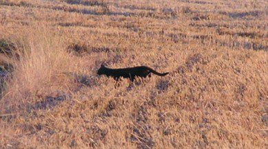 wild big cats in the UK