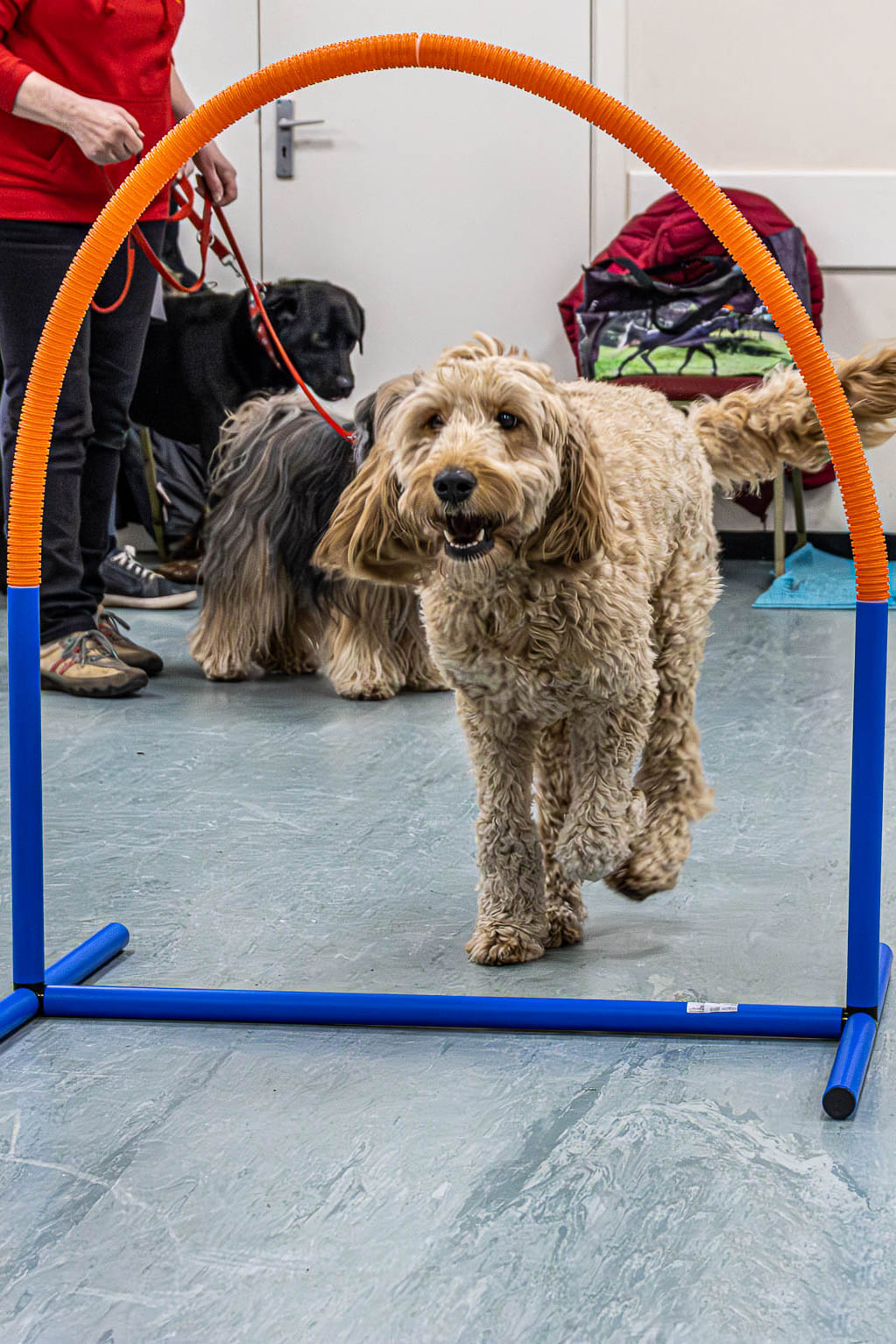 Agility Training in Action at Curlabull Dog Classes, Leadgate