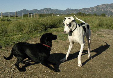 Mysterious Dog Disease