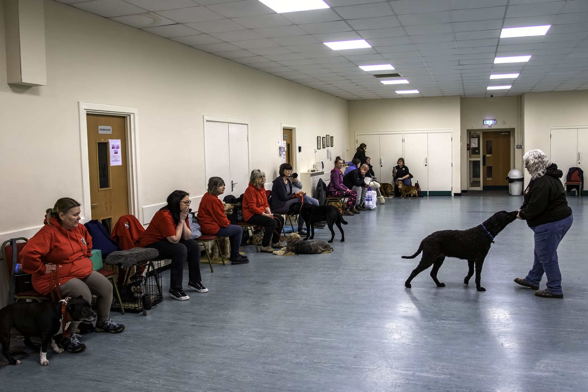 Dog Obedience Class at Curlabull Dog Training, Consett