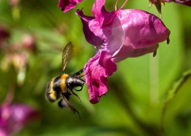 Bee Monster in your garden