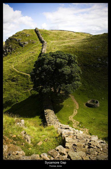 Sycamore Gap 2 copy