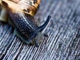 Garden Snail monsters in your garden