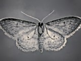 Mother of pearl monsters in your garden