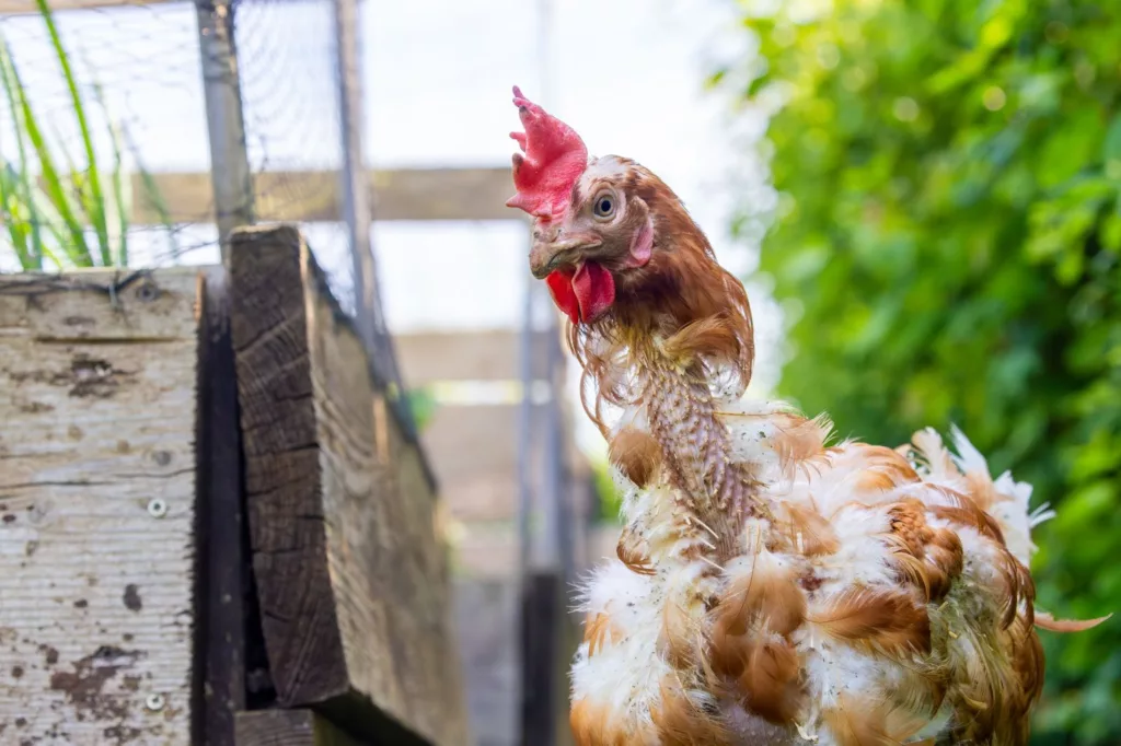 3. RSPCA Calls for Public Support to Ban Cages for Hens in the UK