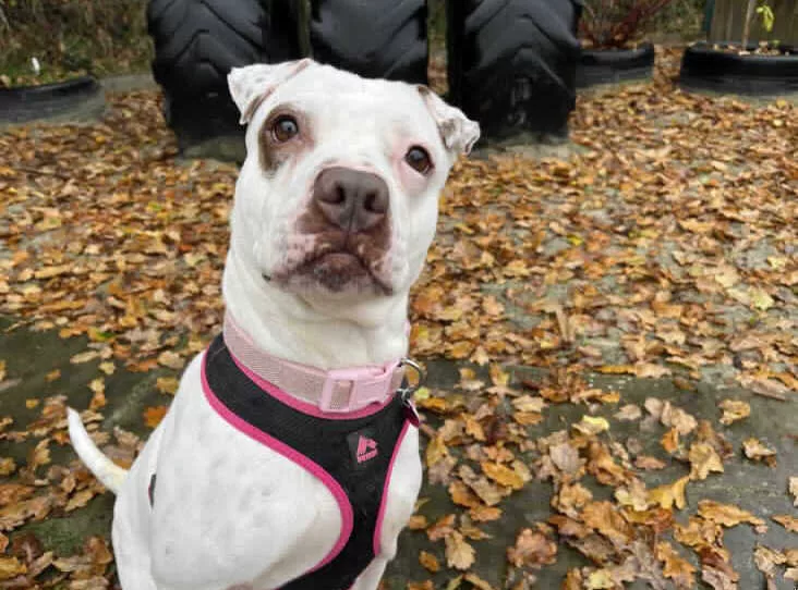 RSPCA’s Busiest Day Reveals Hidden Summer Struggles for Thousands of Animals