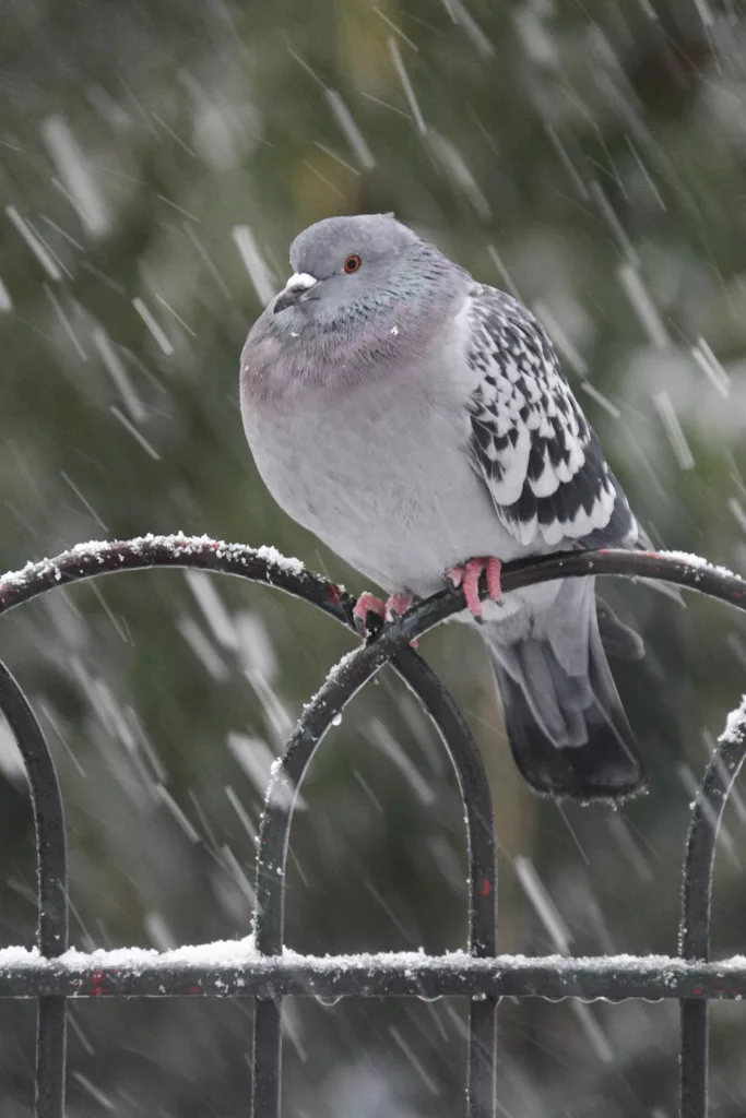 RSPCA Urges Winter Pet Safety as Snow and Ice Warnings Hit the UK