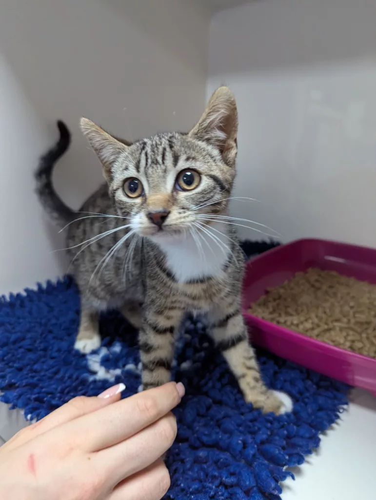 Kittens Rescued from Wheelie Bin in Darlington: RSPCA Appeals for Information