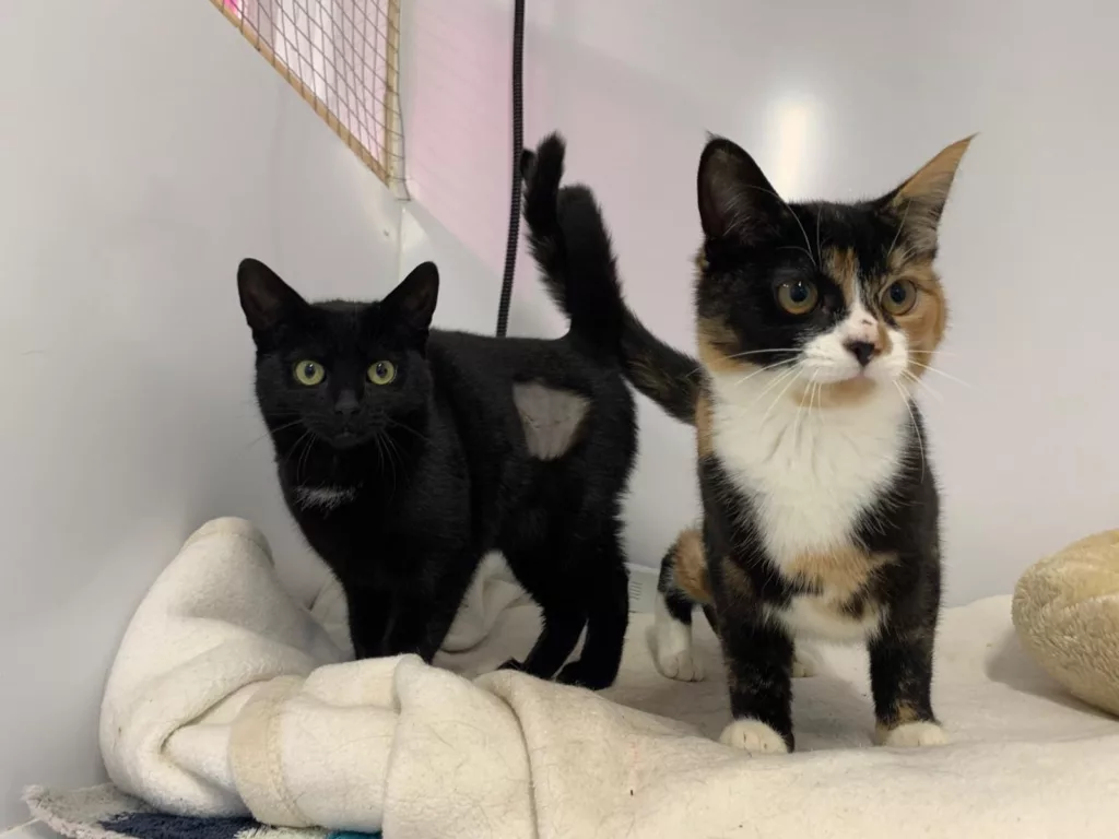 Surge in Cats Sparks Neutering Call from RSPCA This World Spay Day
