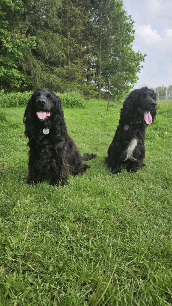 Lifesaving Heroes: Darlington Cocker Spaniels Saved by Dog Blood Donors
