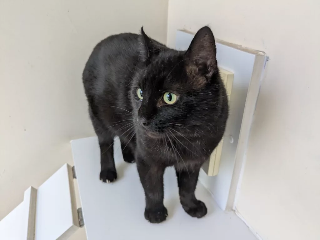 Nico, Humbug and Sweetie Pie: Rescued Cats Still Waiting for a Second Chance