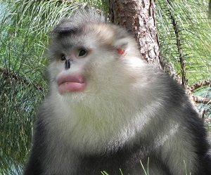 Many Primates at Risk of Extinction, Durham University Academic Says