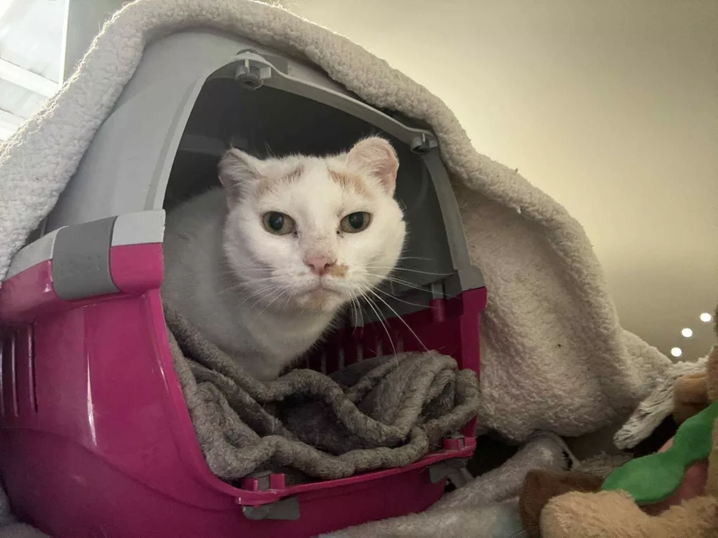 Protect Your Pets: Cats Can Get Sunburnt Too, Warns RSPCA