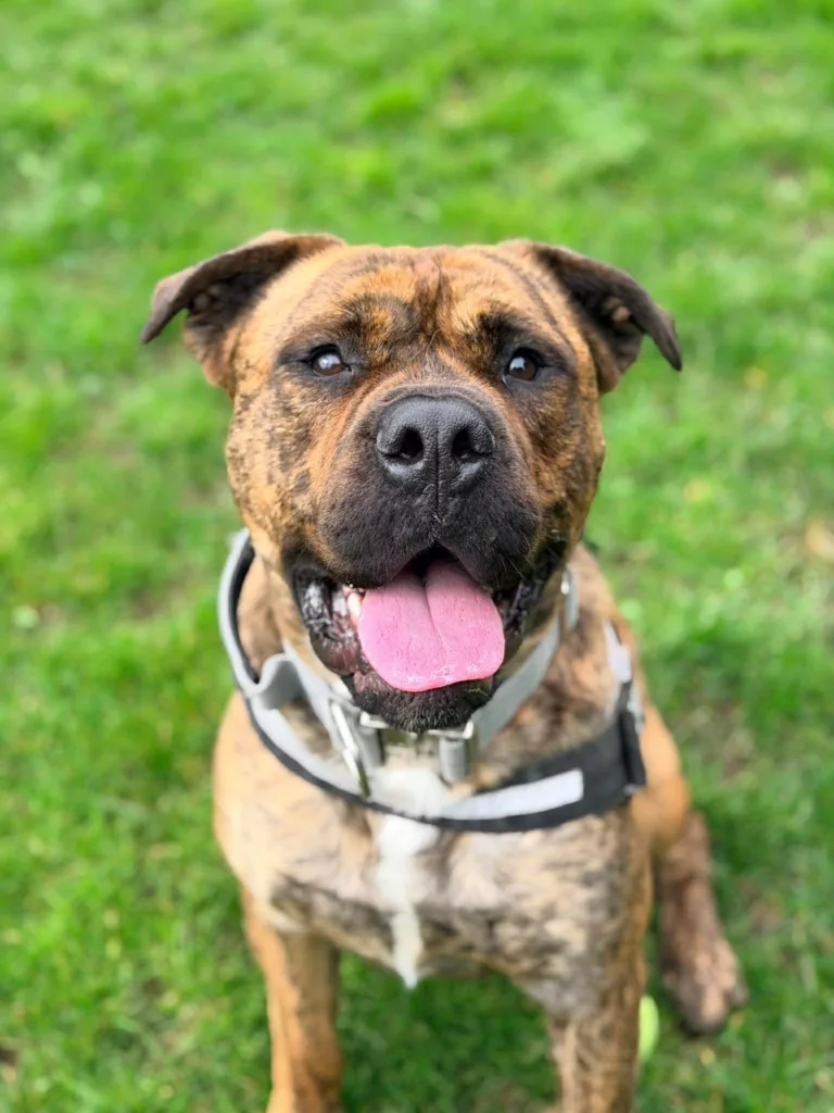 New Law Marks “Historic Day” for Pet Owners Across England