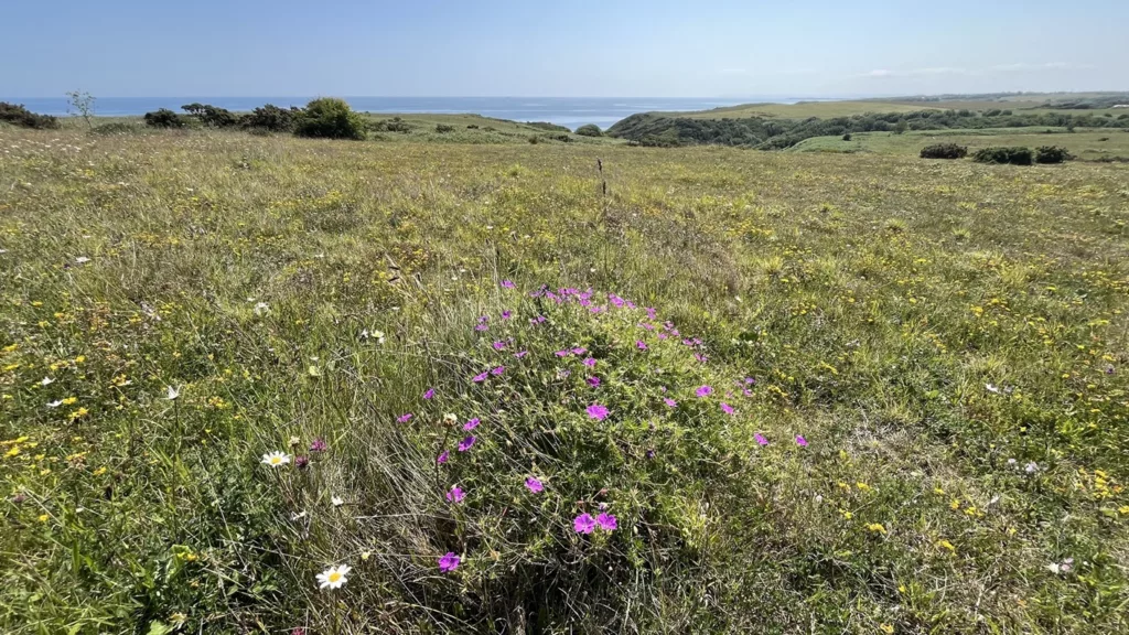 £1 Million Project Restores Rare Coastal Grasslands Along Durham Heritage Coast