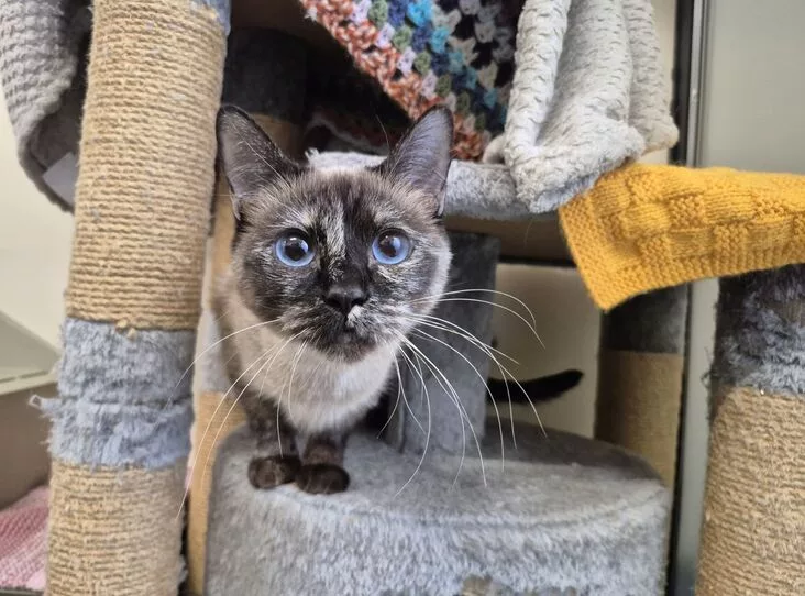 Could You Be the One? RSPCA Launches Adoptober Drive for Cats in Need