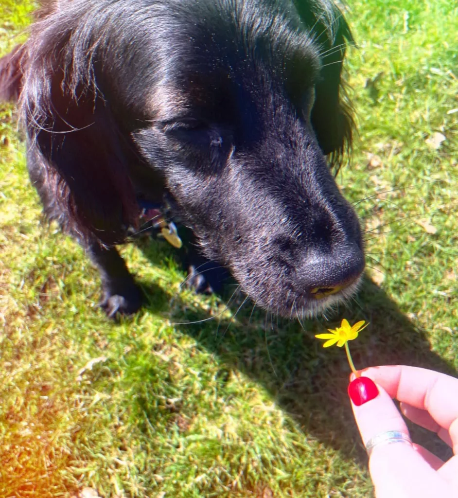 10 Fascinating Facts About Your Dog’s Nose – And Why Sniffing Matters