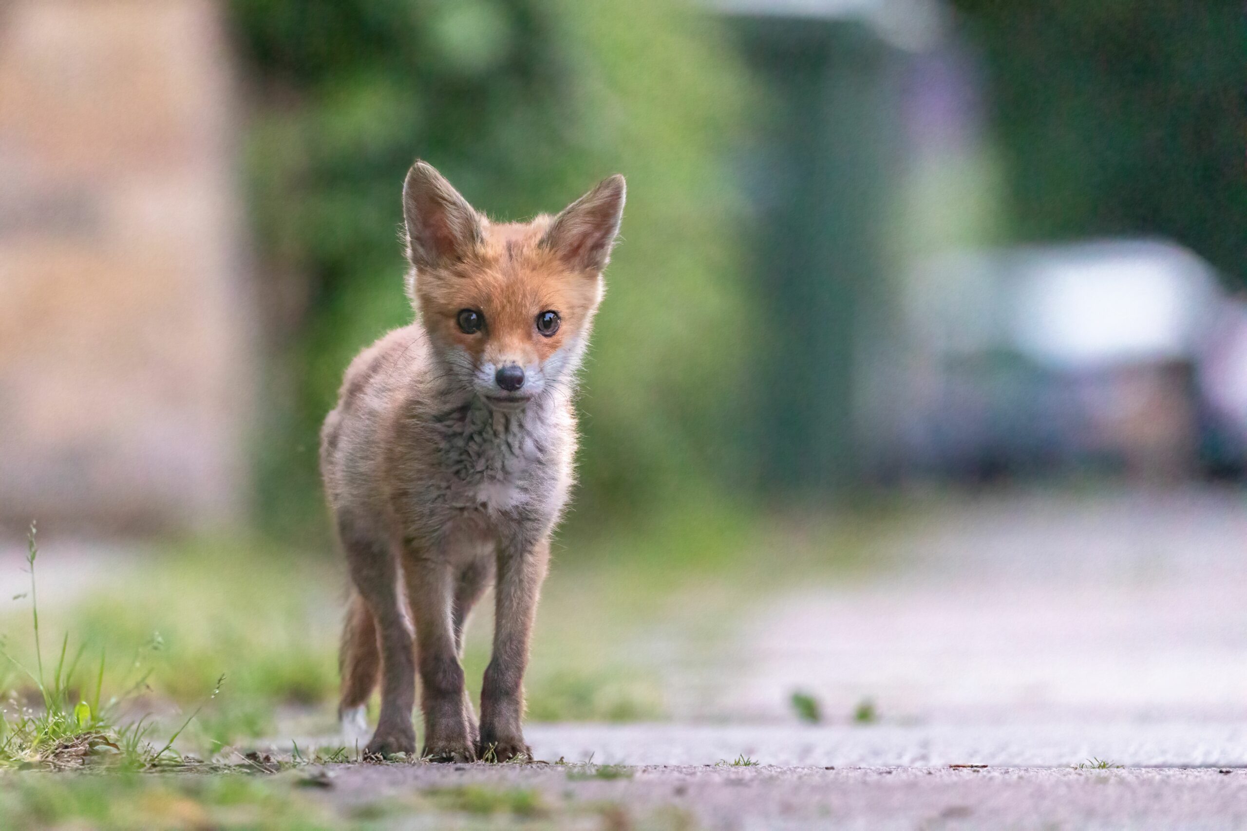 Help Track Urban Wildlife in the UK with the Living with Mammals Survey