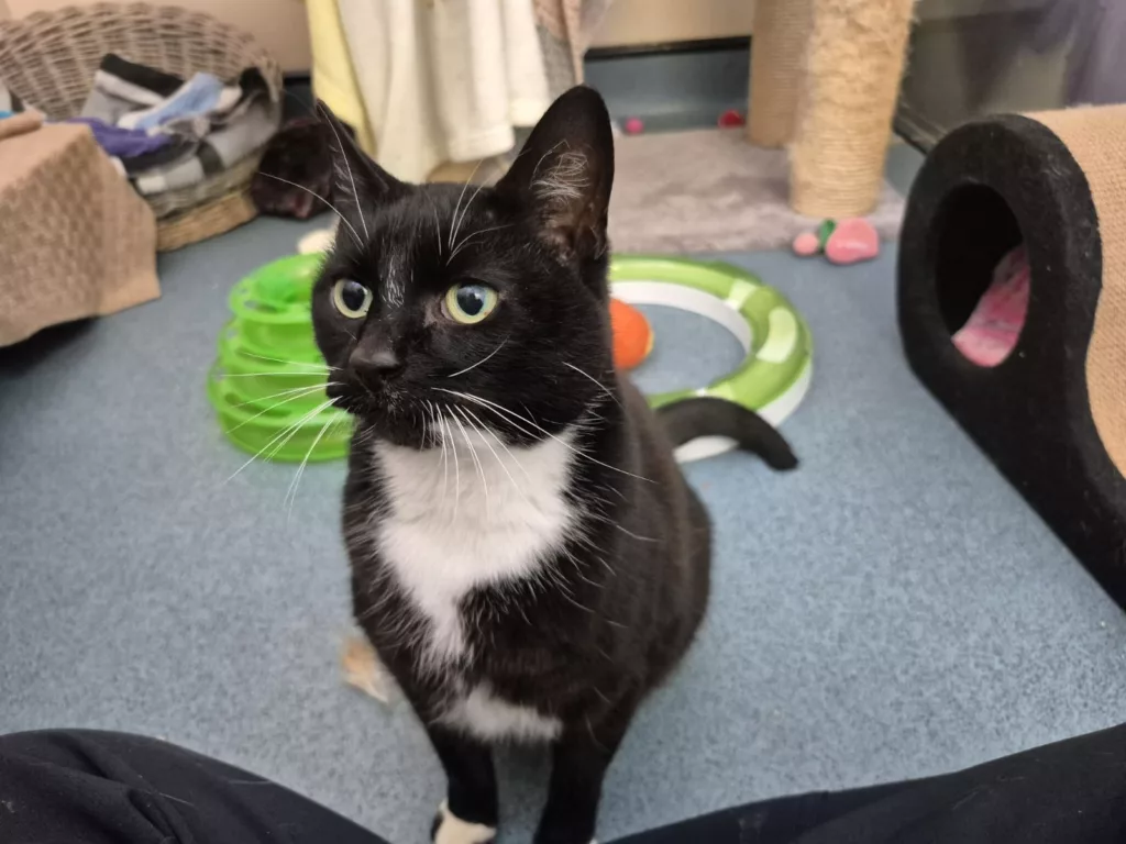Could You Be the One? RSPCA Launches Adoptober Drive for Cats in Need