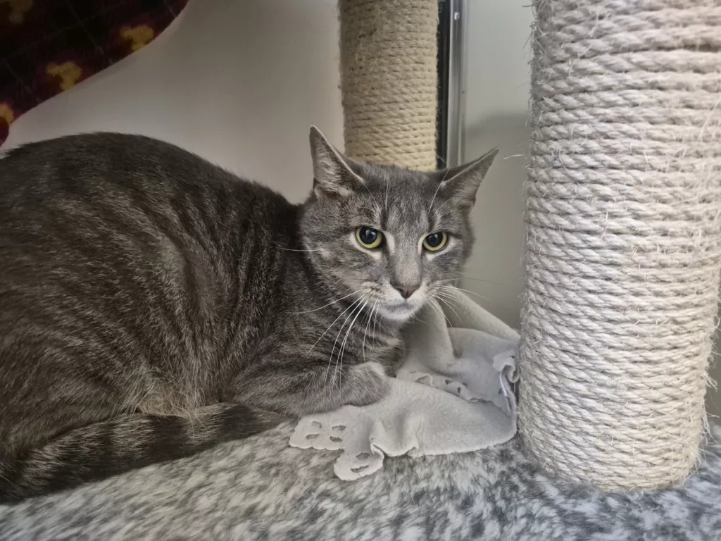 Could You Be the One? RSPCA Launches Adoptober Drive for Cats in Need