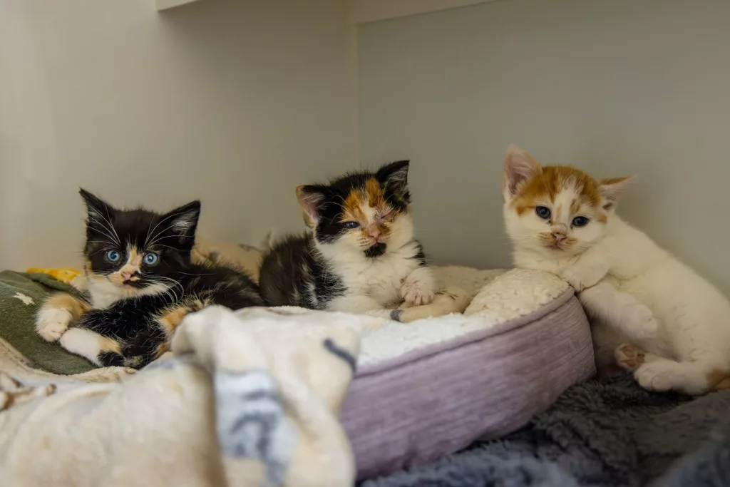 Surge in Cats Sparks Neutering Call from RSPCA This World Spay Day