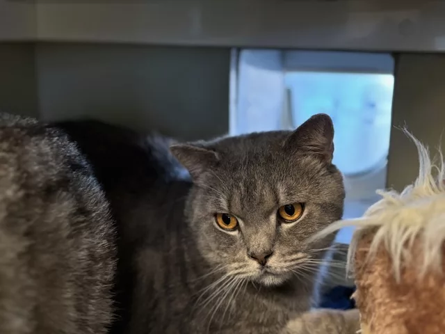Could You Adopt These Three Best Friends? RSPCA Appeals for a Special Home