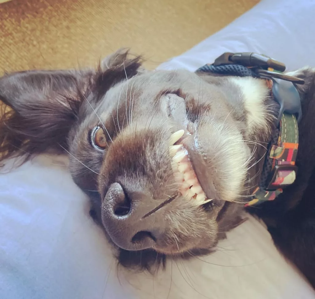 10 Fascinating Facts About Your Dog’s Nose – And Why Sniffing Matters