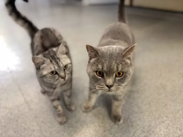 Could You Adopt These Three Best Friends? RSPCA Appeals for a Special Home