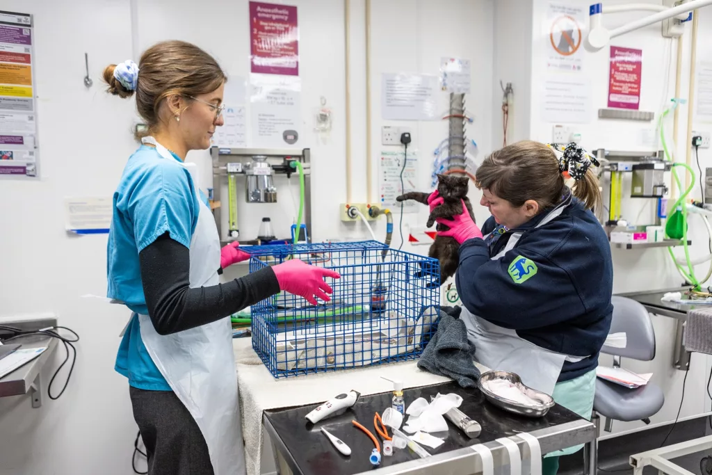 Surge in Cats Sparks Neutering Call from RSPCA This World Spay Day