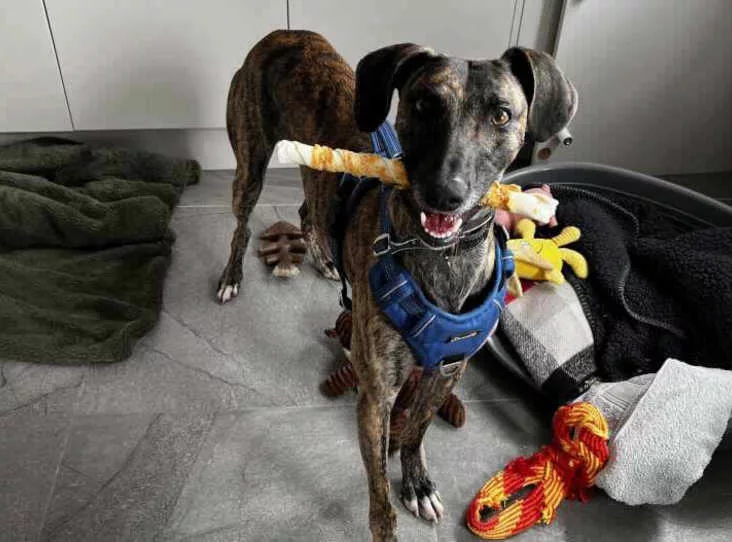 Collie-Flowers and Paw-Tatoes: Could You Adopt One of These Sweet Veg Pups?