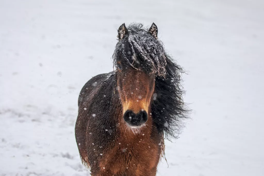 RSPCA Urges Winter Pet Safety as Snow and Ice Warnings Hit the UK