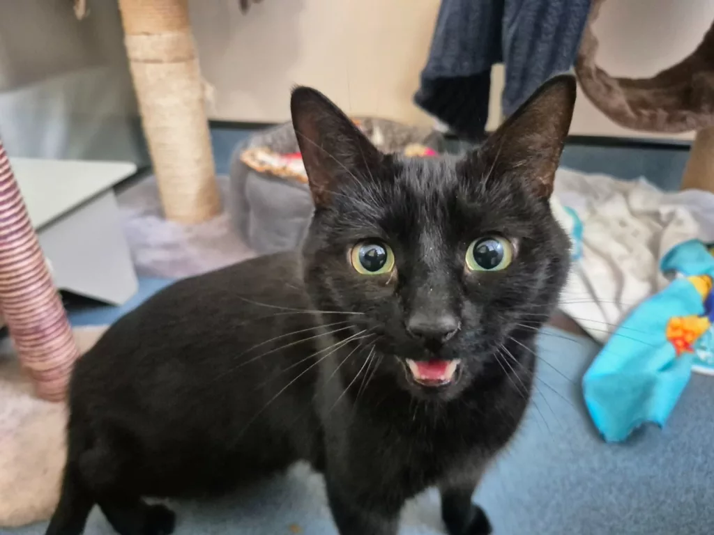 Could You Be the One? RSPCA Launches Adoptober Drive for Cats in Need