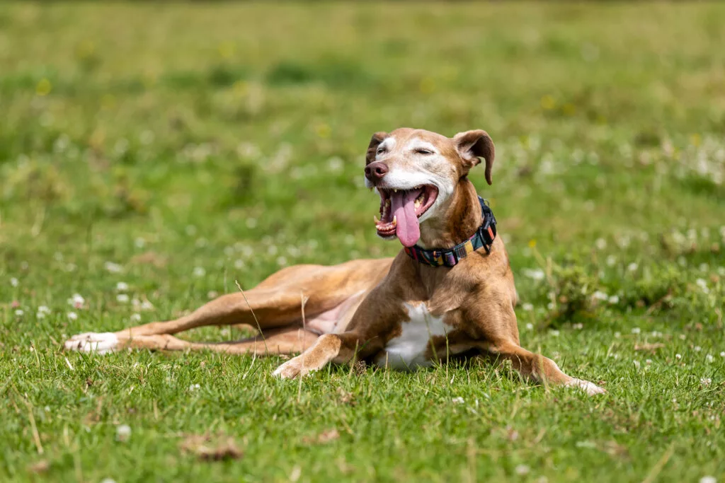 Easter and Your Pets: RSPCA’s Essential Guide to a Safe Celebration