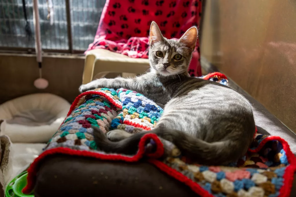 Calling County Durham Crafters: RSPCA Needs Blankets for Struggling Pets