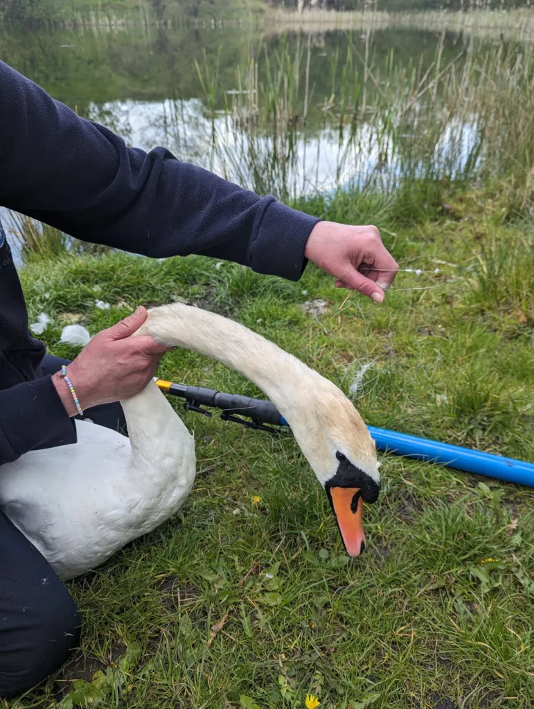 RSPCA Urges Public to Join Litter Pick as Wildlife Suffers from Waste