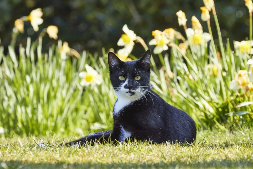 RSPCA Warns of Deadly Danger to Cats from Lilies Ahead of Mother’s Day

