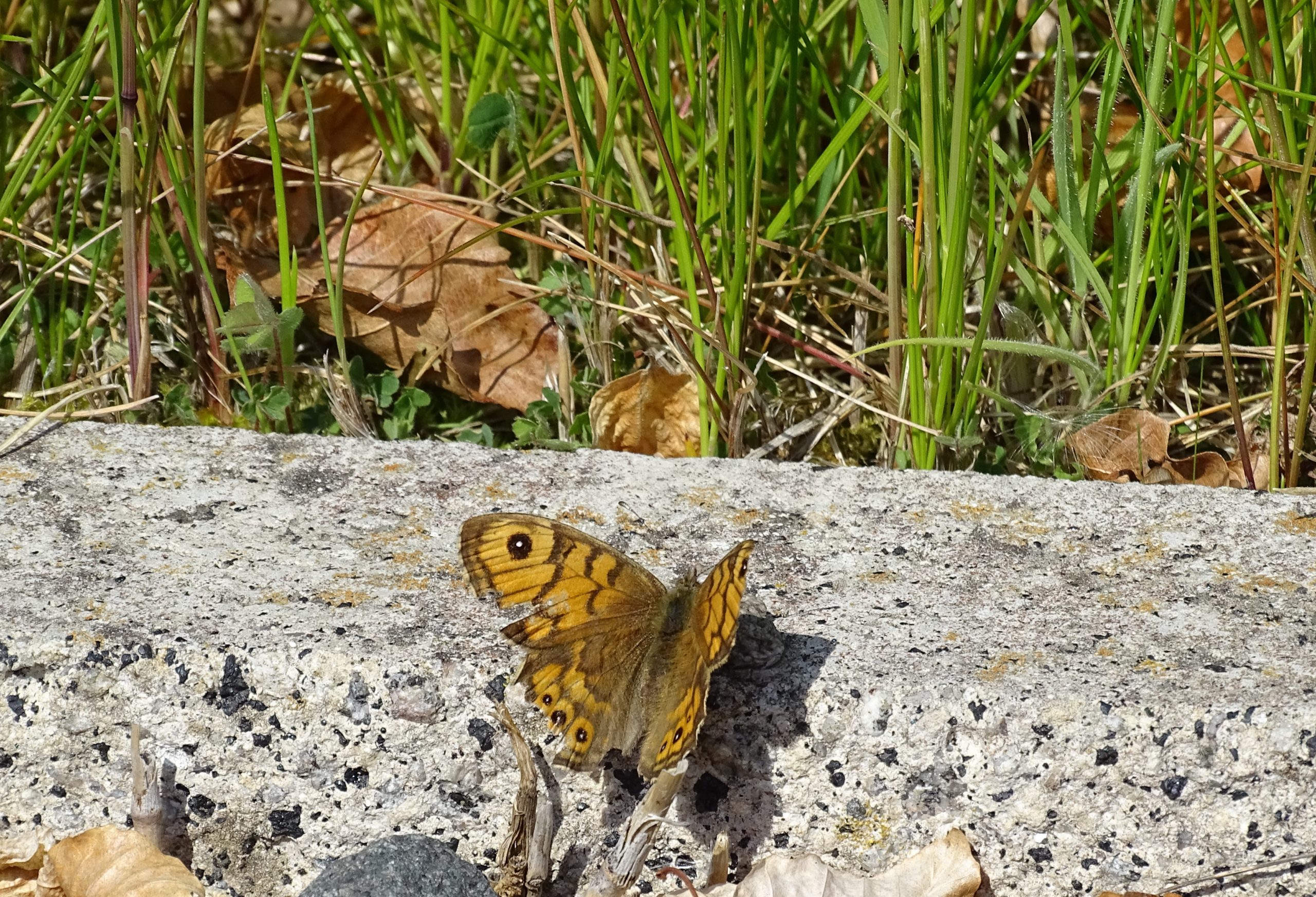New approach to greenspace management in the Edinburgh leads to butterfly havens