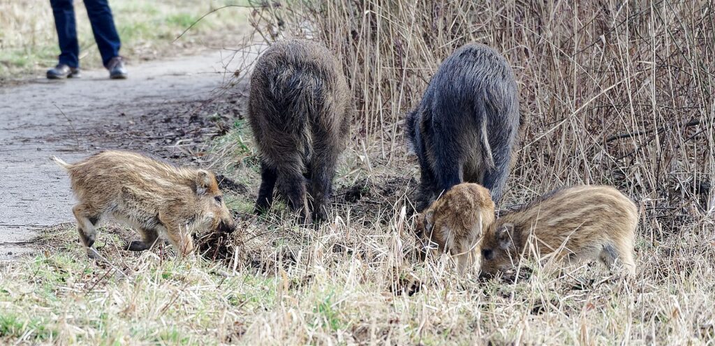 Wild boars with piglets in the city - credit: Jakub Hałun, CC BY 4.0