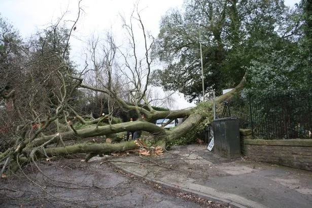 The Hidden Risk in Leeds Gardens: Why Dead and Declining Trees Are Easy to Miss
