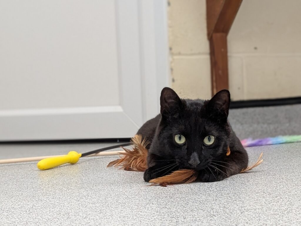 Great Ayton Animal Centre Appeals For Homes For Longest-Staying Cats