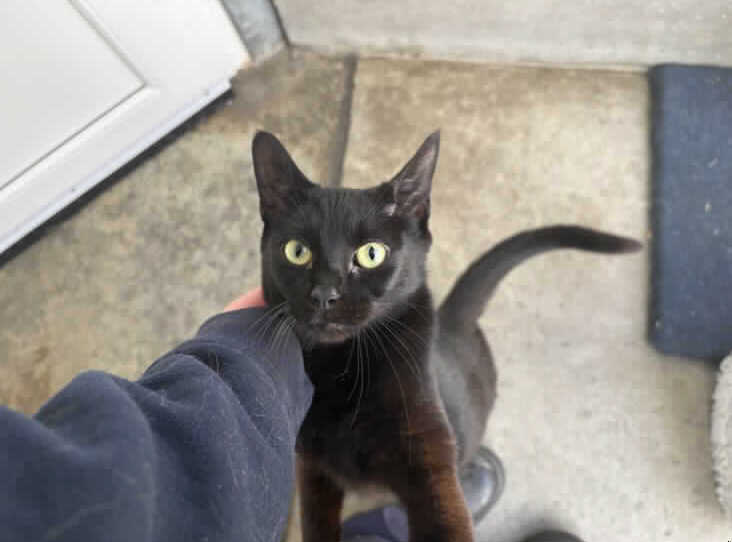 Great Ayton Animal Centre Appeals For Homes For Longest-Staying Cats