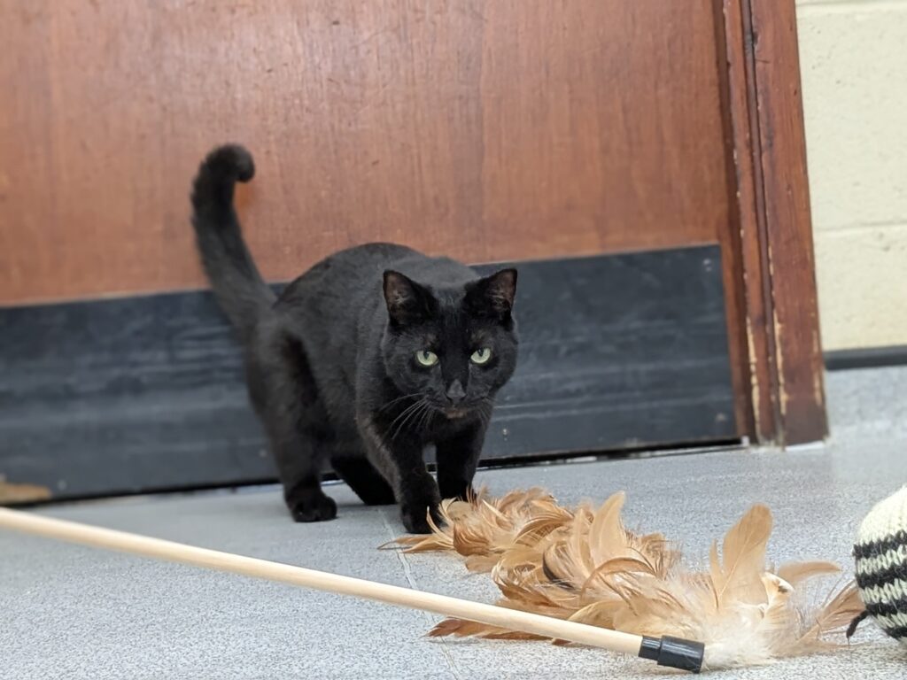 Great Ayton Animal Centre Appeals For Homes For Longest-Staying Cats