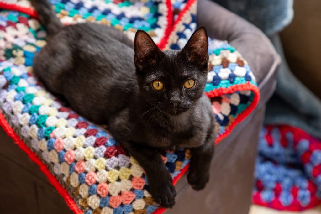 RSPCA Calls on Yorkshire Knitters to Help Keep Pets Warm This Winter