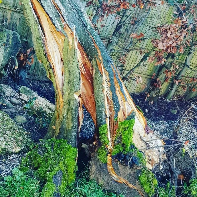 The Hidden Risk in Leeds Gardens: Why Dead and Declining Trees Are Easy to Miss