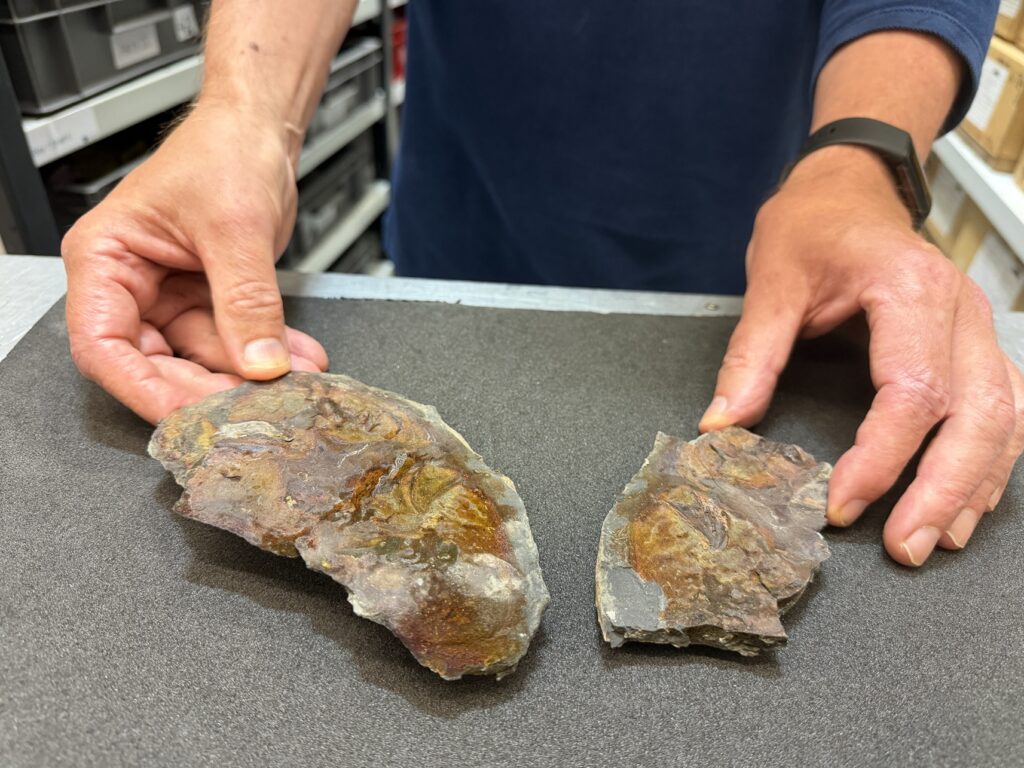 Rare 320-Million-Year-Old Fish Fossil Discovered at Roundhay Park